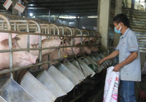 Xây dựng kế hoạch để xuất khẩu các sản phẩm chăn nuôi