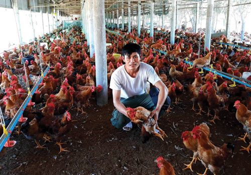 Điều kiện kinh doanh chăn nuôi trang trại