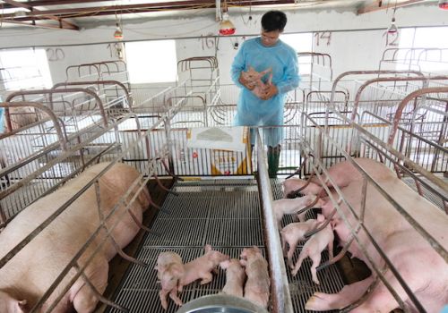 Lâm Đồng: Phát triển 900 trang trại vào cuối năm 2022