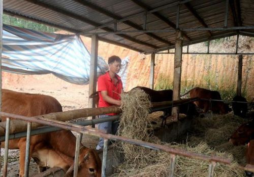 Cà Mau kiểm soát, ngăn chặn dịch tả lợn châu Phi