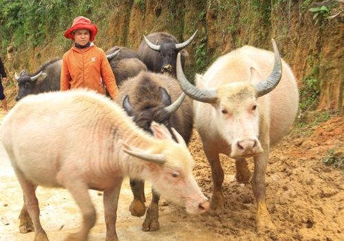 Nuôi trâu trắng ở Măng Bút
