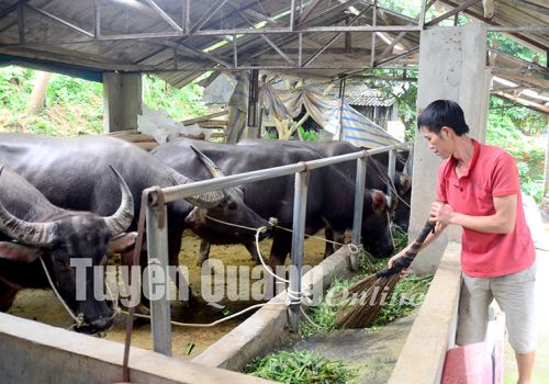 Tuyên Quang công bố hết dịch viêm da nổi cục trên trâu, bò