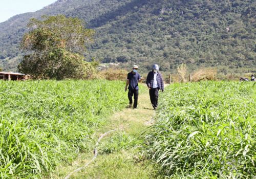 Ninh Thuận: Mở rộng diện tích trồng cỏ, đảm bảo nguồn thức ăn cho đàn gia súc có sừng