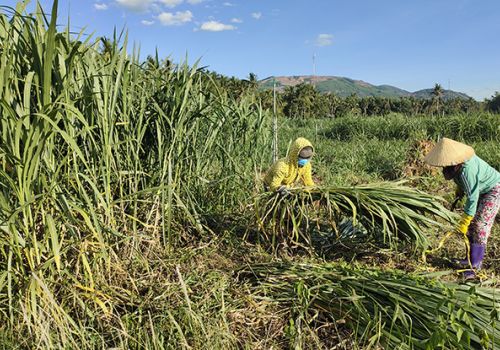 Bình Định: An Lão đẩy mạnh trồng cỏ chăn nuôi trâu, bò.