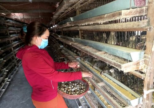 Giá trứng lao dốc, người nuôi bán tháo đàn chim cút