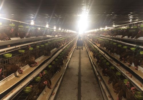 Cuộc chiến khốc liệt xung quanh quả trứng gà