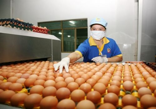 Long đong quả trứng