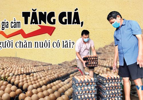 Trứng gia cầm tăng giá, người chăn nuôi có lãi?