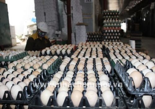 Tiêu thụ giống gia cầm ở phía Bắc giảm từ 30-35%, giá bán chạm đáy