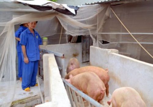 Bình Phước phấn đấu thành trung tâm chăn nuôi, xuất khẩu sản phẩm chăn nuôi