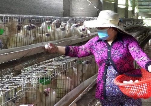Tiền Giang: Giá trứng gia cầm tăng cao trong mùa dịch Covid-19