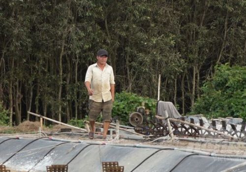 Siết công tác quản lý nuôi tôm trên đất lúa