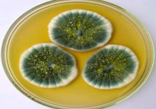 Tuyển chọn dòng Aspergillus Niger sinh tổng hợp protease hoạt tính cao