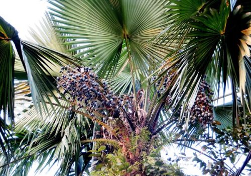 Ủ chua lá cọ dừa làm thức ăn cho động vật nhai lại ở Malaysia