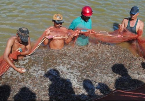 Ứng dụng công nghệ số để bứt phá trong nuôi tôm nước lợ