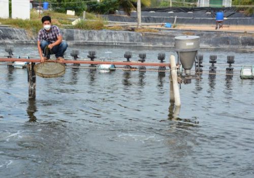 Cần Giuộc (Long An): Tổ chức Hội thảo nuôi tôm ứng dụng công nghệ cao