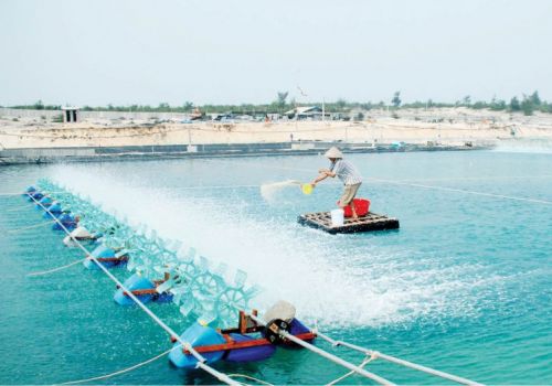 Ứng phó dịch bệnh tôm nuôi từ đầu vụ