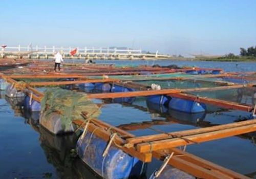 Chủ động ứng phó, hạn chế thiệt hại cho nuôi thủy sản lồng bè mùa mưa lũ