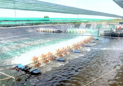 Ứng dụng công nghệ trong nuôi tôm công nghiệp