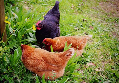 Virut tả lợn dễ lây truyền sang gà và gà tây