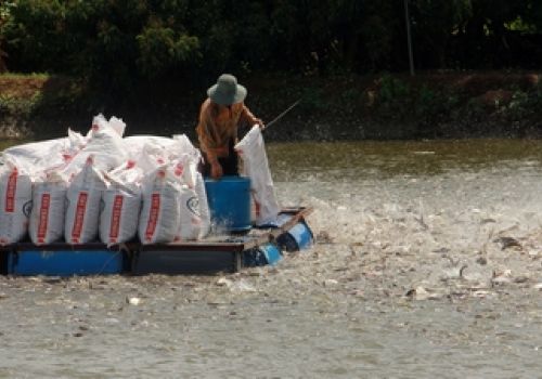 Thủy sản- neo thì lỗ, bán không ai mua