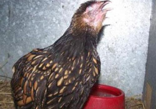 Xử lý khi gà kém ăn, rụt cổ, nóng sốt, hen khẹc