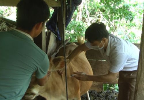 Tiền Giang: Tân Phú Đông đẩy nhanh tiến độ tiêm phòng bệnh Viêm da nổi cục trên đàn bò