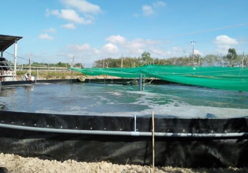 Mặn lên sớm, giá tôm cao, có nên thả nuôi tôm sớm?