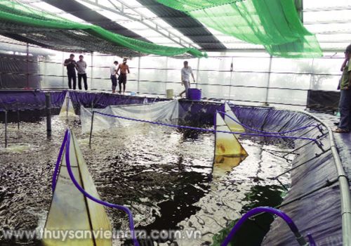 Ương tôm mật độ siêu cao theo mô hình Raceway