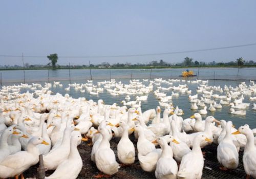 NGUYÊN NHÂN VÀ CÁCH PHÒNG BỆNH E.COLI TRÊN VỊT