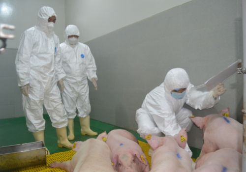 Sẵn sàng sản xuất vacxin dịch tả lợn Châu Phi