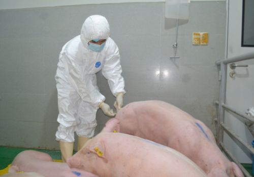 Khảo nghiệm thành công vaccine ngừa dịch tả heo châu Phi tại Đồng Nai