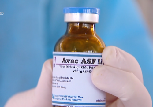 Đột phá ngành nuôi lợn Việt Nam: Vaccin dịch tả lợn Châu Phi sẽ có trong quý II năm 2022