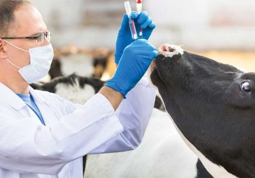 Vaccine, bước tiến trên chặng đường dài