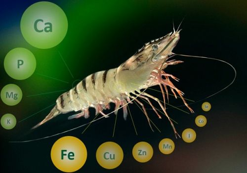 Vai trò của khoáng chất trong nuôi tôm