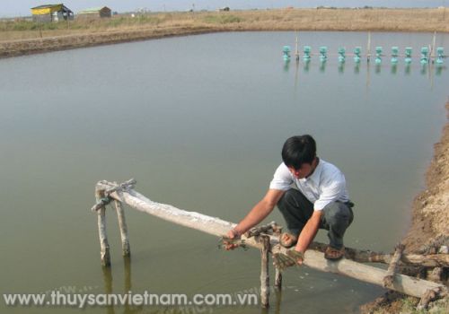 Vai trò của đồng trong nuôi tôm