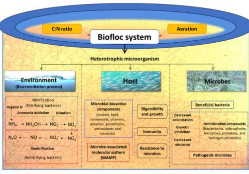 Chiến lược kiểm soát bệnh hoại tử gan tụy cấp tính (AHPND) trên tôm nuôi (P.2)