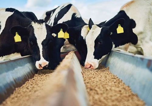 Vai trò của mùi và vị trong chăn nuôi