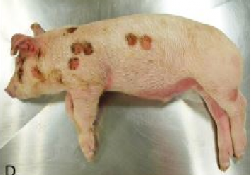 Bệnh viêm da trên heo
