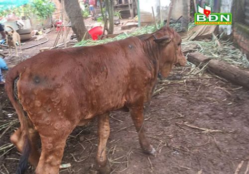 Đắk Nông: Bệnh viêm da nổi cục đã xuất hiện tại 5 huyện