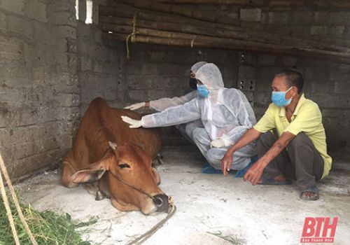 Thanh Hóa: Huyện Yên Định công bố hết dịch Viêm da nổi cục trên trâu, bò