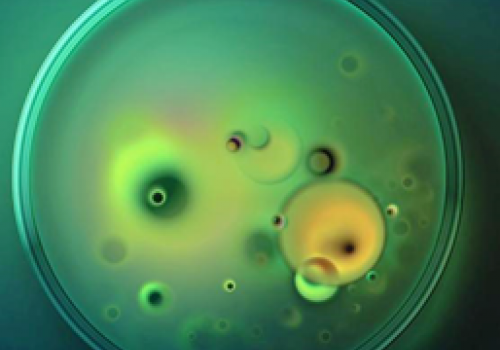 Kiểm soát sức khỏe ruột gia cầm cho năng suất tối đa