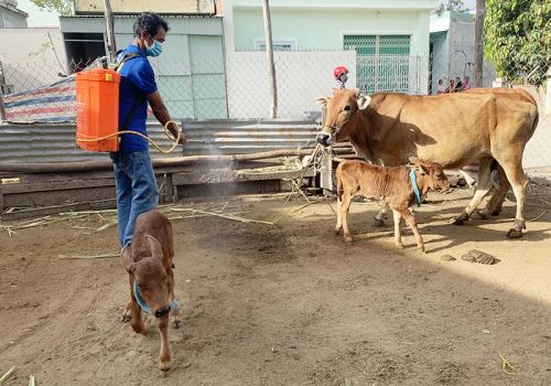 Gia Lai: Ayun Pa phát hiện trường hợp bò mắc bệnh viêm da nổi cục