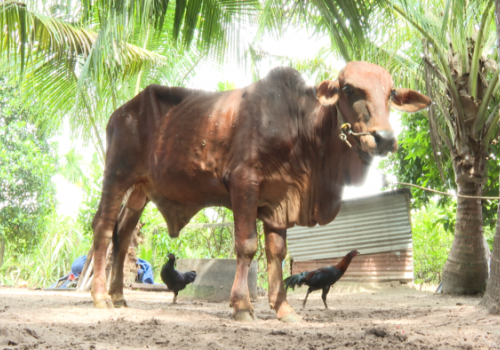 Tây Ninh: Khống chế được dịch viêm da nổi cục trên trâu bò