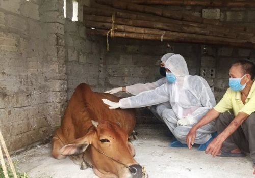 Khống chế dịch bệnh viêm da nổi cục trên trâu, bò
