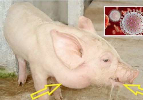 Xử lý bệnh viêm não Nhật Bản B ở heo