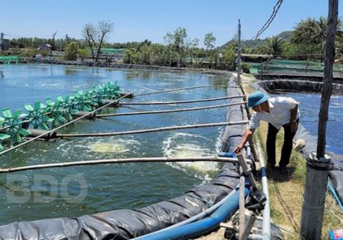 Bình Định: Quan trắc môi trường nước nuôi trồng thủy sản: Giúp người nuôi chủ động phòng ngừa dịch bệnh có hiệu quả