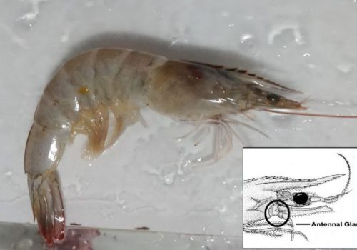 Virus đốm trắng xâm nhập vào tôm như thế nào?