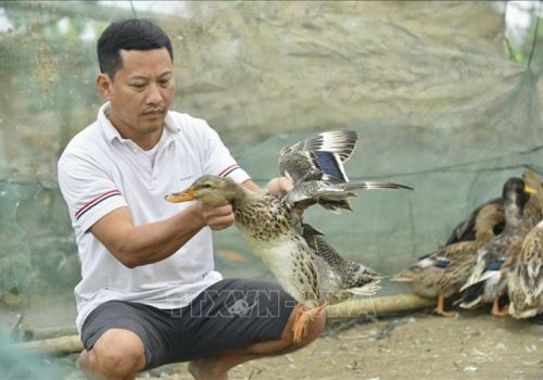 Phục tráng thành công giống vịt Cổ Lũng