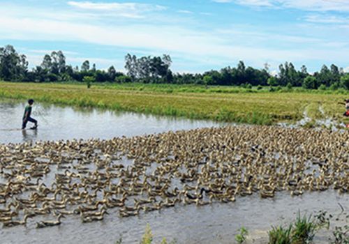 Hậu Giang: Nỗi lo vịt chạy đồng thời điểm dịch Covid-19